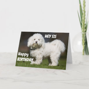 CARTE BON CHIEN POUR L'ANNIVERSAIRE DE MA SOEUR