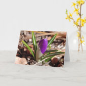 Carte Bon Printemps ! Crocus pourpre (Fleur jaune)