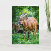 Carte Bongo Antelope (Devant)