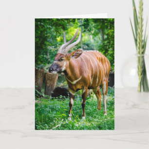 Carte Bongo Antelope