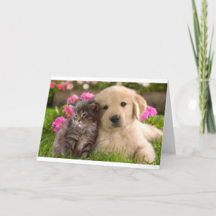Carte Bonjour ami Golden Retriever Puppy Kitten Card