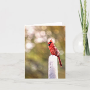 Carte Bonjour de M. Cardinal Note Card