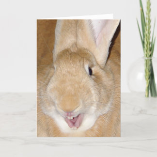 Carte Bonjour lapin