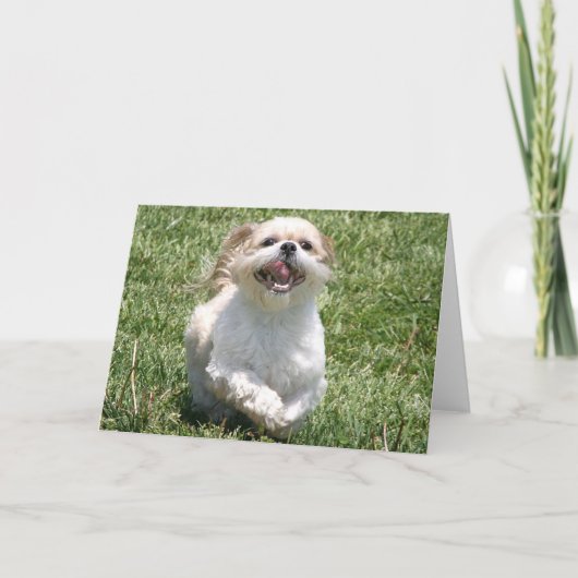 Carte Bonne exécution Shih Tzu (Devant)