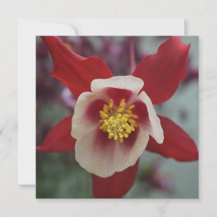 Carte Bonnet d'Aquilegia Granny, Columbine Greeting Card
