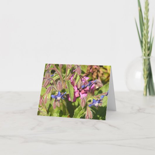 Carte Borago officinalis (Devant)