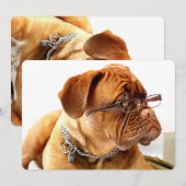 Carte Bordeaux Mastiff, poison de French Mastiff Bordeau (Devant / Derrière)