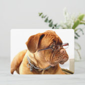 Carte Bordeaux Mastiff, poison de French Mastiff Bordeau (Debout devant)