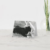 Carte Border collie (Devant)