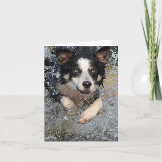 Carte border collie courant dans l'eau (Devant)