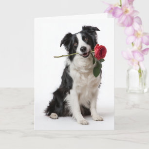 Carte Border Collie Valentine – Cœur dévoué