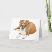 Carte Border Collies (Dos)