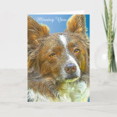 Carte Bordure Collie (Devant)