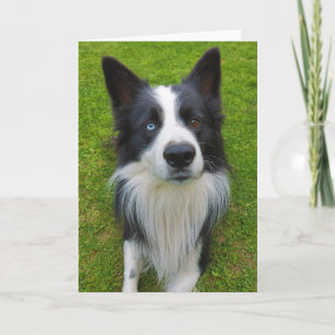 Carte Bordure Collie