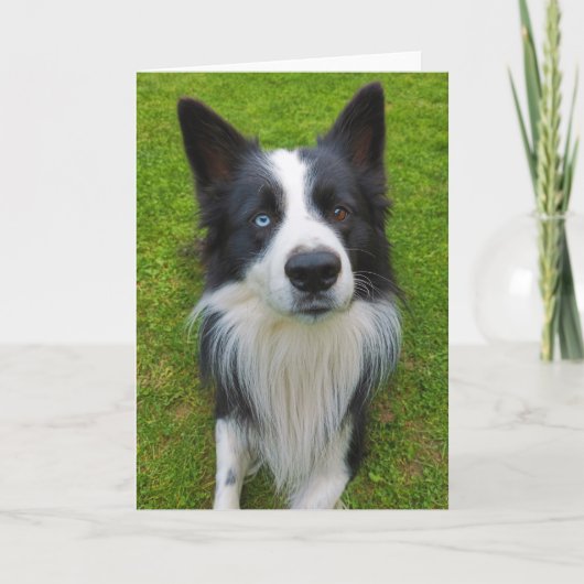 Carte Bordure Collie (Devant)