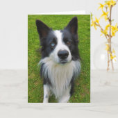 Carte Bordure Collie (Fleur jaune)