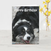 Carte Bordure Collie - Joyeux anniversaire (Fleur jaune)