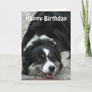 Carte Bordure Collie - Joyeux anniversaire