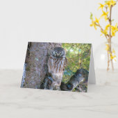 Carte Boreal Owl Closeup Photo (Fleur jaune)