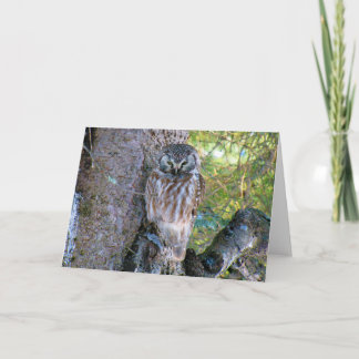 Carte Boreal Owl Closeup Photo