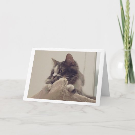 Carte Boris le mignon numéro Kitty Salutation (Devant)