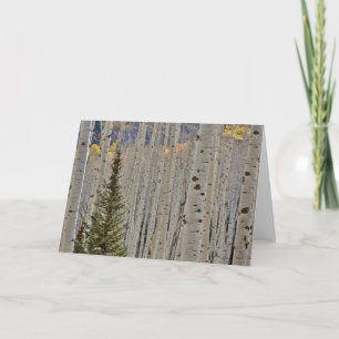 Carte Bosquets d'aspens en automne Montagnes Rocheuses