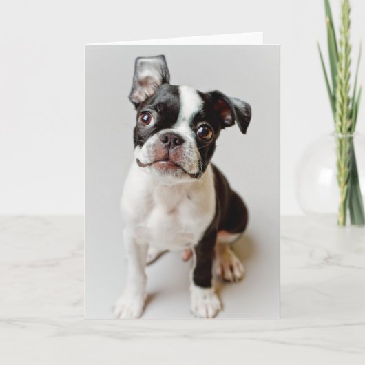Carte Boston Terrier (Devant)