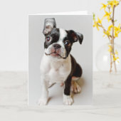 Carte Boston Terrier (Fleur jaune)
