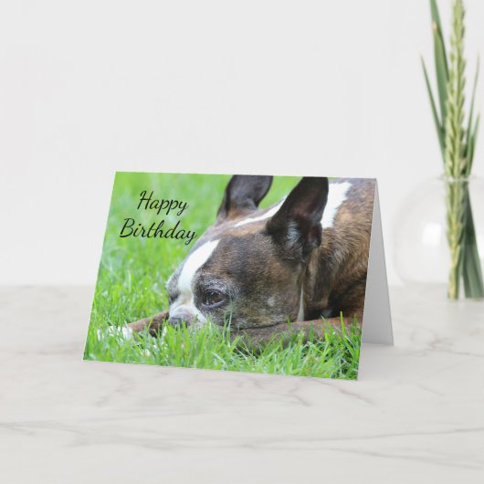 Carte Boston Terrier (Devant)