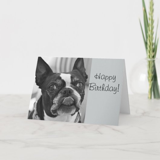 Carte Boston terrier (Devant)