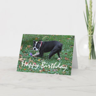 Carte Boston Terrier
