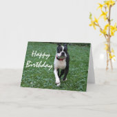 Carte Boston terrier (Fleur jaune)