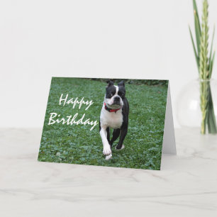 Carte Boston terrier
