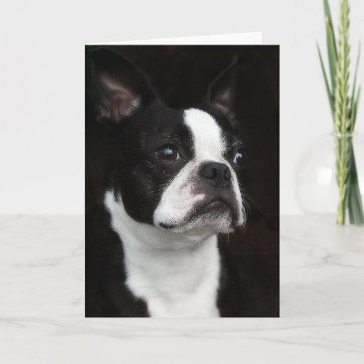 Carte Boston Terrier (Devant)