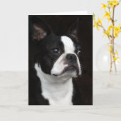 Carte Boston Terrier (Fleur jaune)