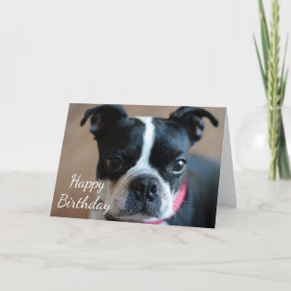 Carte Boston Terrier