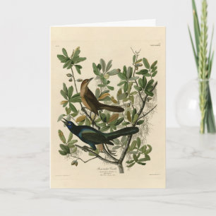 Carte Bouche à queue de bateau - Audubon's Birds of Amer