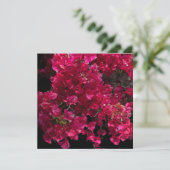 Carte Bougainvillea Arbuste de vinification Tropical Rou (Debout devant)