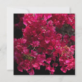 Carte Bougainvillea Arbuste de vinification Tropical Rou (Devant)