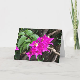 Carte Bougainvilliers roses vierge