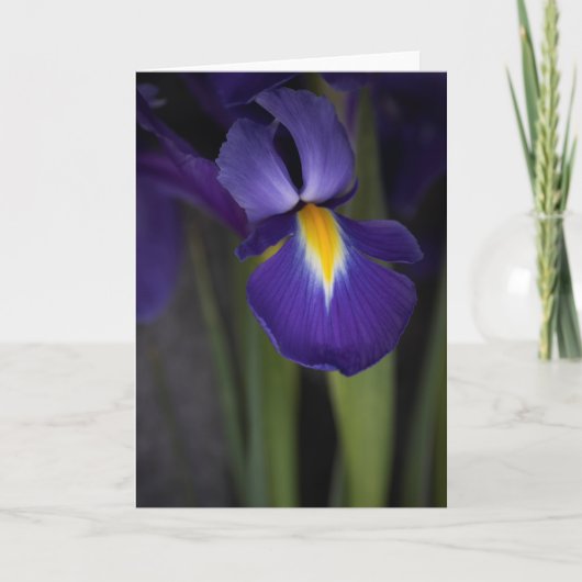 Carte Bouquet Fleur Iris Bleu Foncé (Devant)