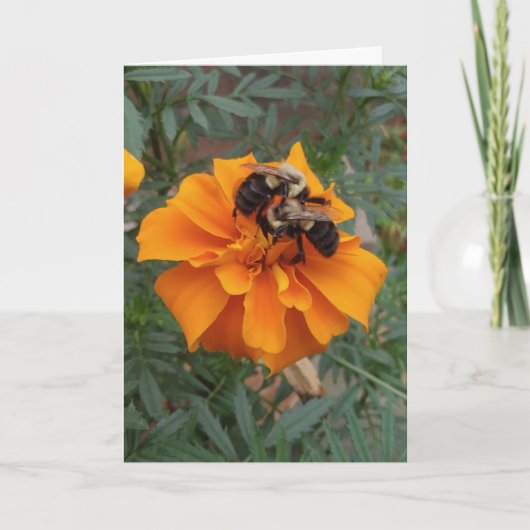 Carte Bourdons sur fleur de souci (Devant)