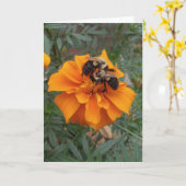 Carte Bourdons sur fleur de souci (Fleur jaune)