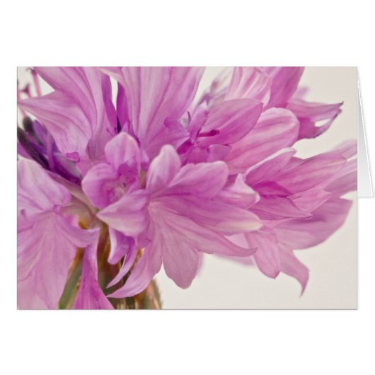 Carte Bouton Batchelor (Devant horizontal)