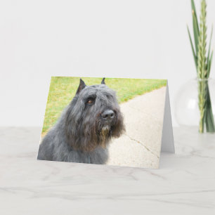 Carte Bouvier des Flandres