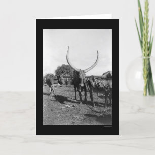 Carte Bovins avec grandes cornes en Afrique 1901