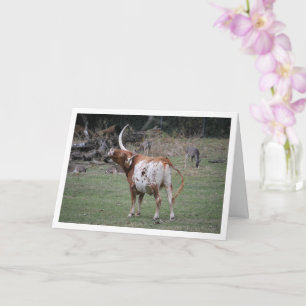 Carte Bovins Longhorn du Texas