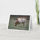 Carte Bovins Texas Longhorn pâturant (Devant)