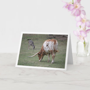 Carte Bovins Texas Longhorn pâturant