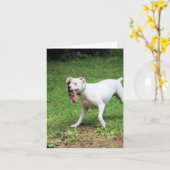 Carte Boxer (Fleur jaune)